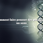 Question : comment faire pousser des patates douces dans un seau